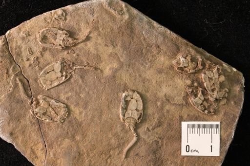 Anomalocystis cornutus