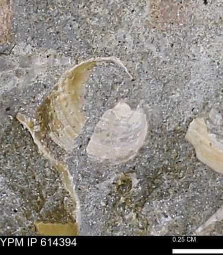 Limopsis striatopunctatus