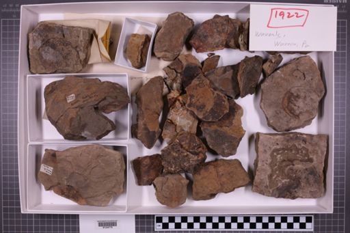 mixed taxa, stratigraphic collection