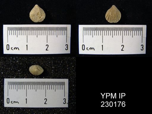 Hustedia mormoni