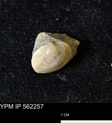Limopsis striatopunctatus