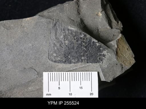 Hughmilleria sp.