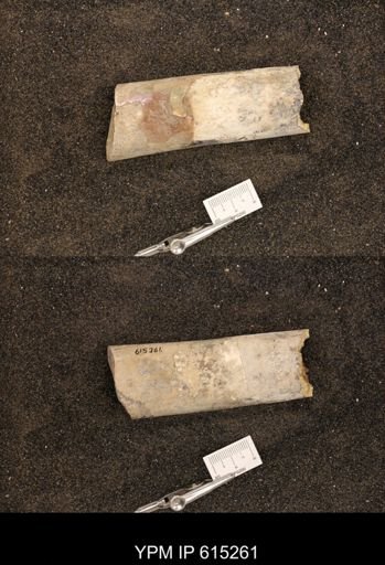 Baculites sp.