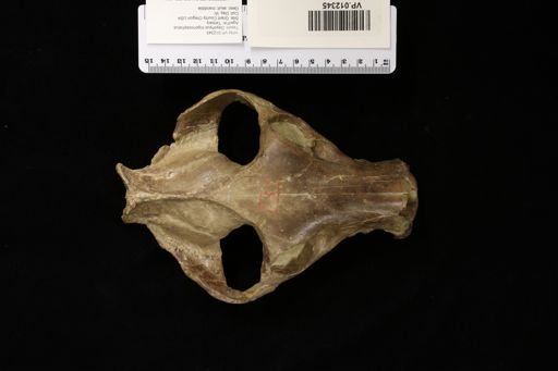 Dayohyus trigonocephalus