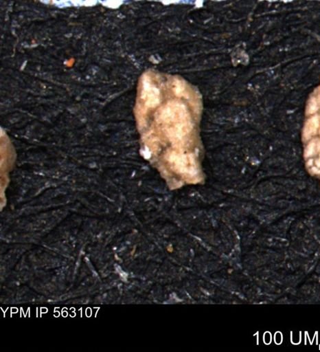 Verneuilina canadensis