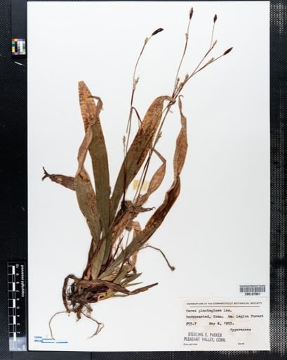 Carex plantaginea