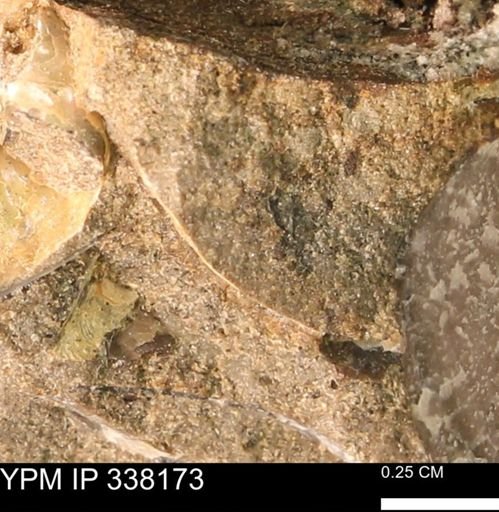 undet. Mollusca