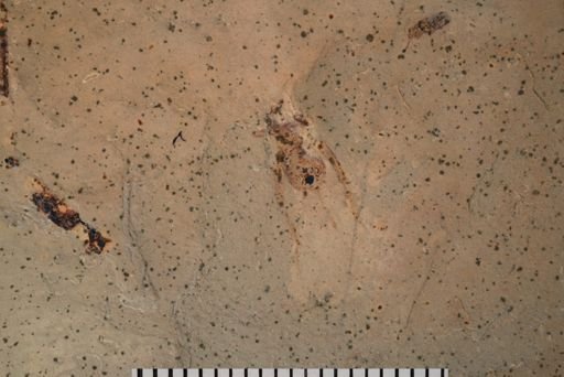 undet. Coleoptera