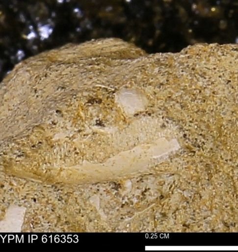 Protocardia subquadrata