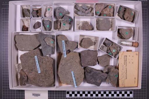 mixed taxa, stratigraphic collection
