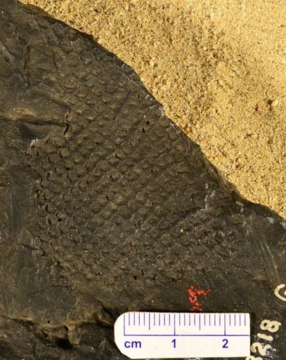 Lepidodendron sp.
