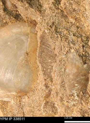 Protocardia subquadrata