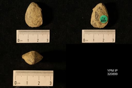 Dielasma calvini