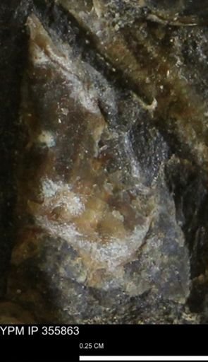 undet. Scaphitidae
