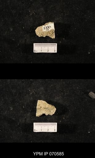 Favosites louisvillensis