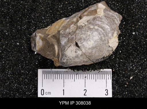 Inoceramus