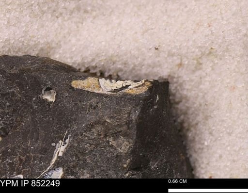 undet. Bivalvia