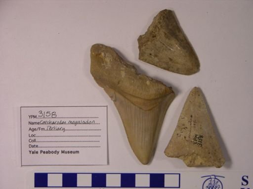 Carcharodon megalodon