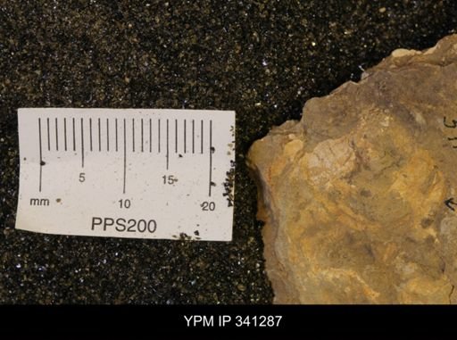 Inoceramus sp.