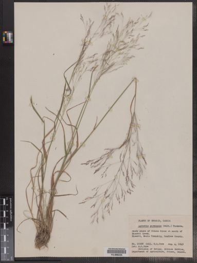 Agrostis perennans