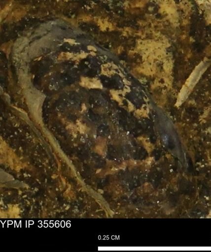 undet. Scaphitidae