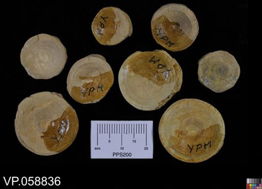 undet. Chondrichthyes