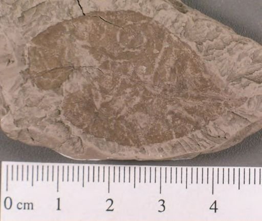 Celastrophyllum newberryanum