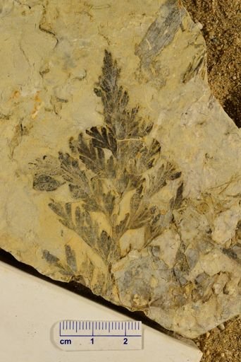 Triphyllopteris rarinervis