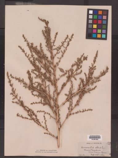 Amaranthus graecizans