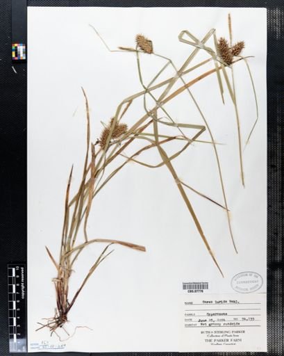 Carex lurida