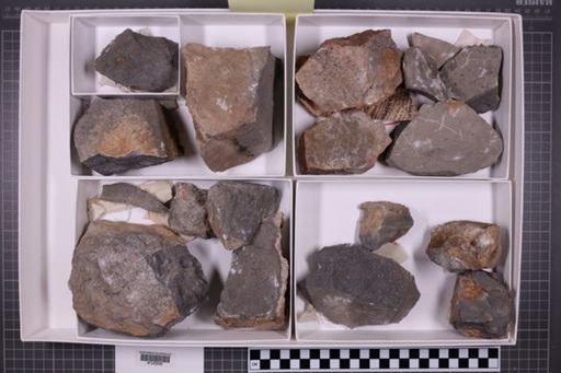 mixed taxa, stratigraphic collection
