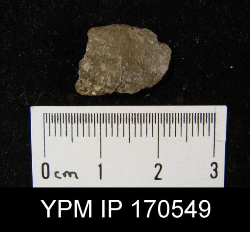 Strophomena imbecilis