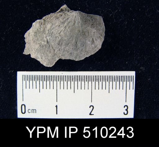 Strophodonta sp.
