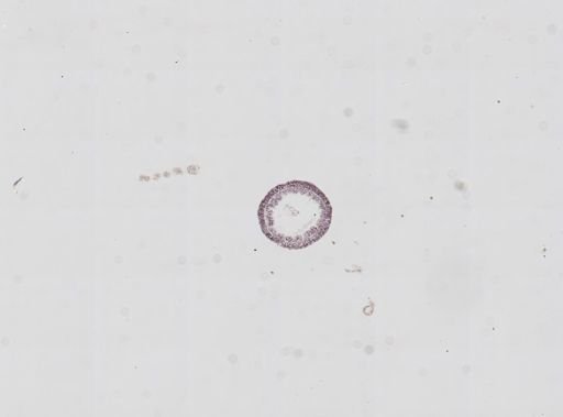 Hydra oligactis