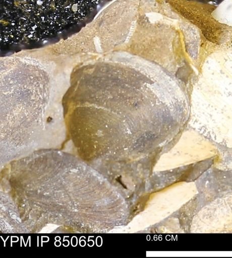 Limopsis striatopunctatus