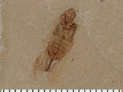 undet. Auchenorrhyncha