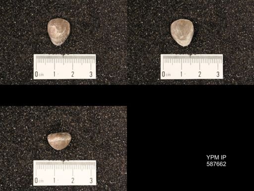 Atrypa concinna