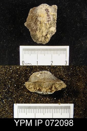 Atrypa tennesseensis