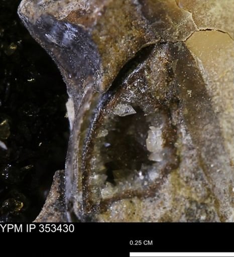 undet. Bivalvia