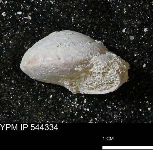 Poecilozonites bermudensis zonatus
