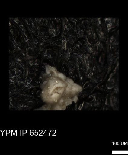 undet. Heterohelicidae