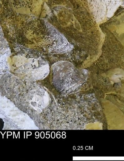 undet. Bivalvia