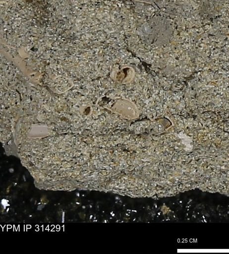 undet. Scaphopoda