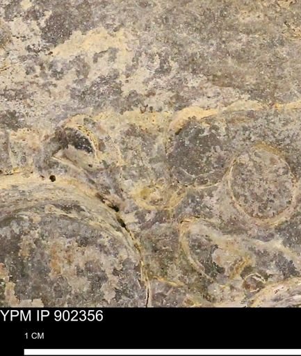 Baculites