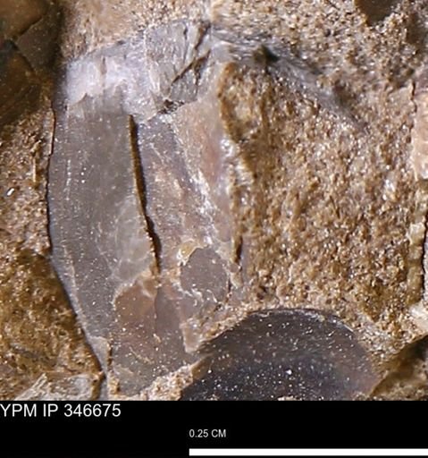 undet. Mollusca