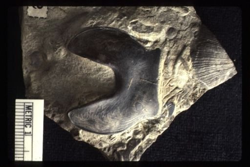 Isotelus gigas