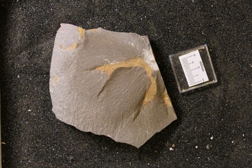 Bryozoa?