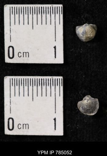 Ambocoelia sp.