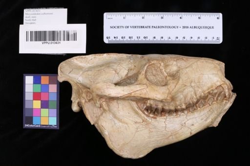 Merycoidodon culbertsoni