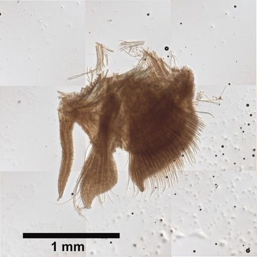 Aricia setosa